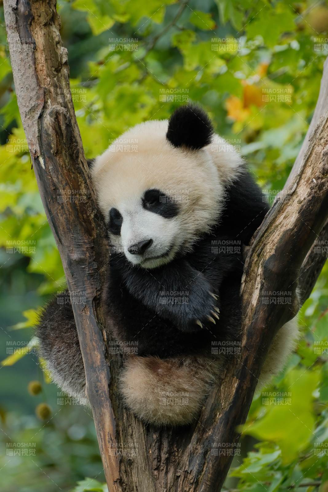 树上的熊猫宝宝图片