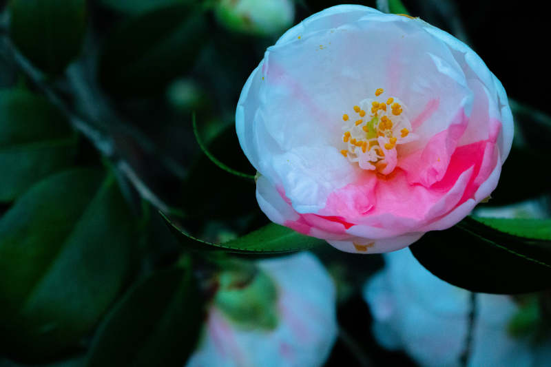 粉色山茶花的优雅绽放图片