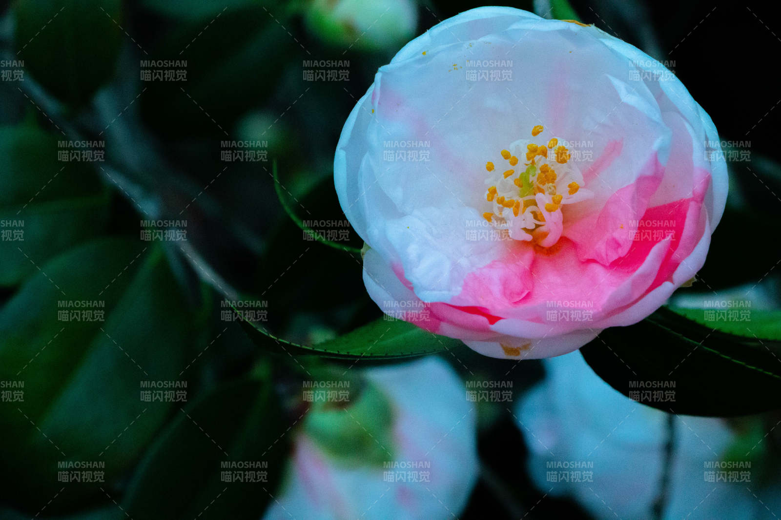 粉色山茶花的优雅绽放图片