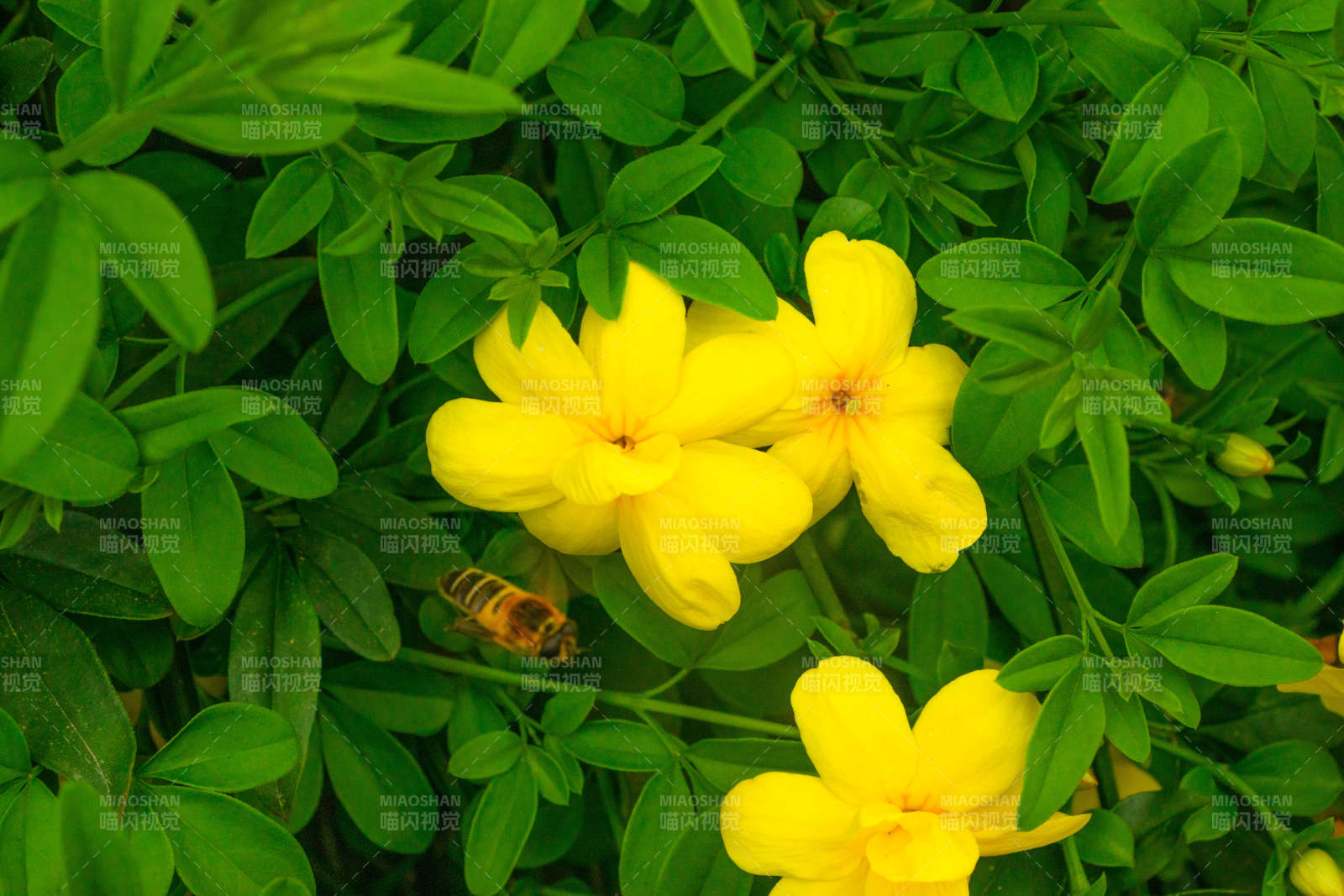 蜜蜂采蜜黄花间图片