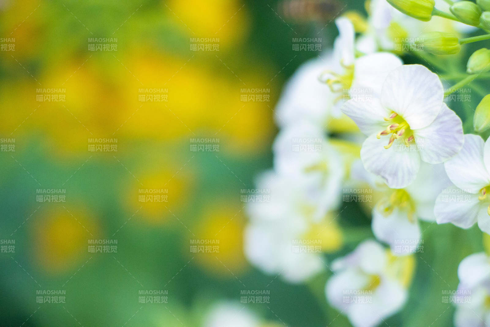 春日白花与绿叶相伴图片