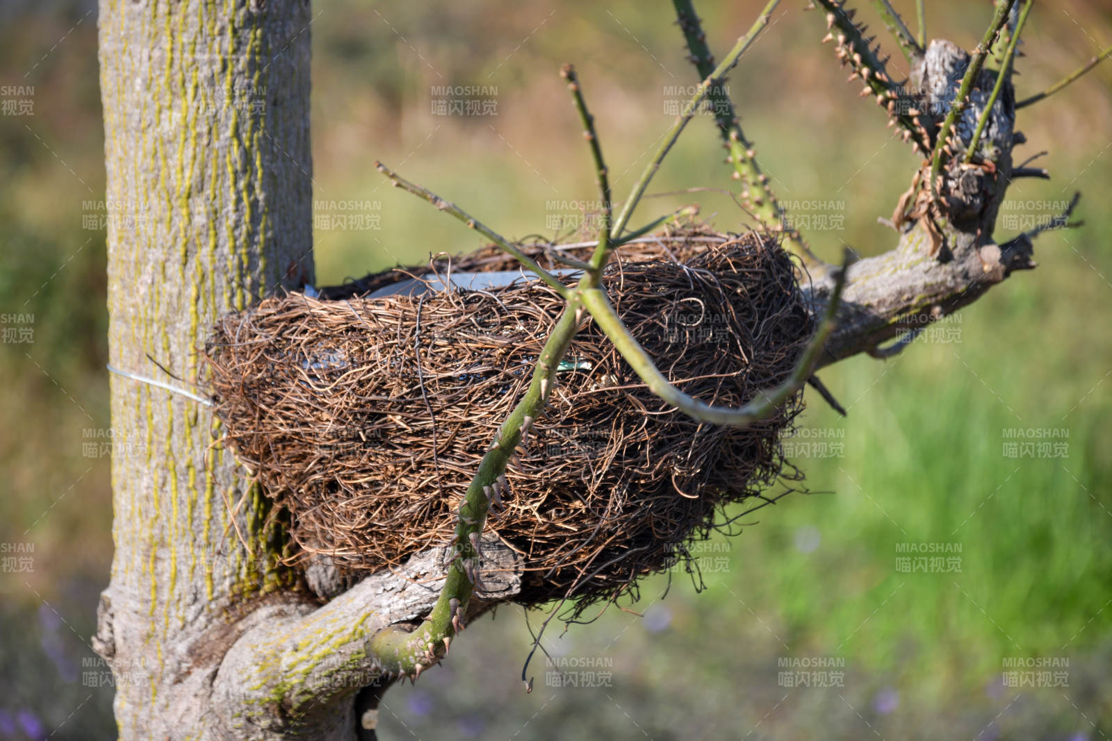 树上的鸟巢图片