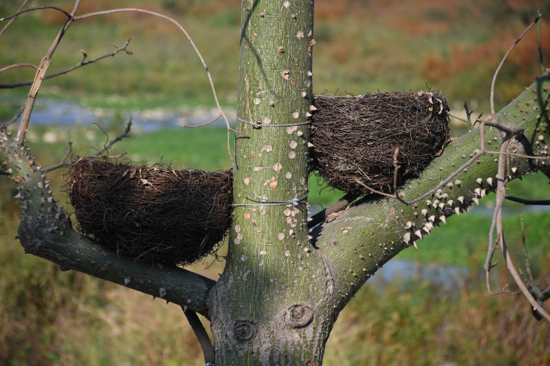 树上的两个鸟巢图片