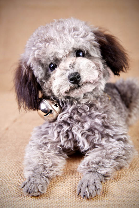 可爱卷毛小狗铃铛相伴图片