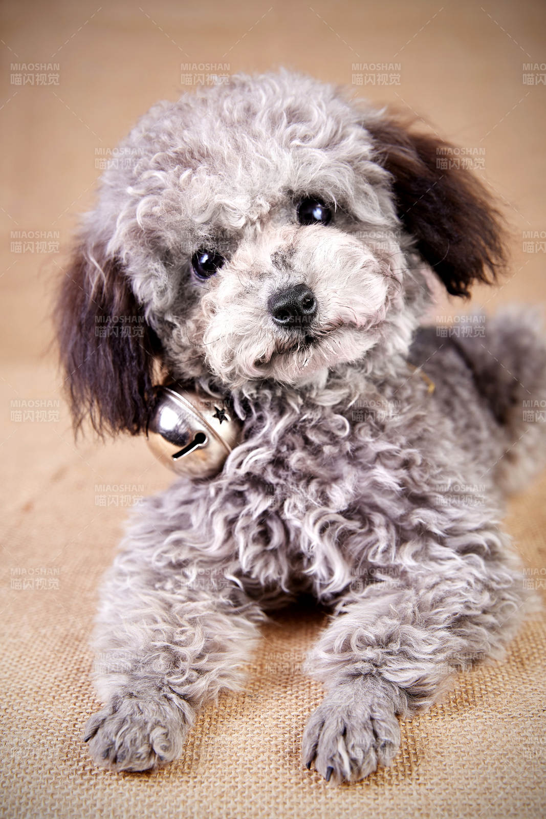 可爱卷毛小狗铃铛相伴图片