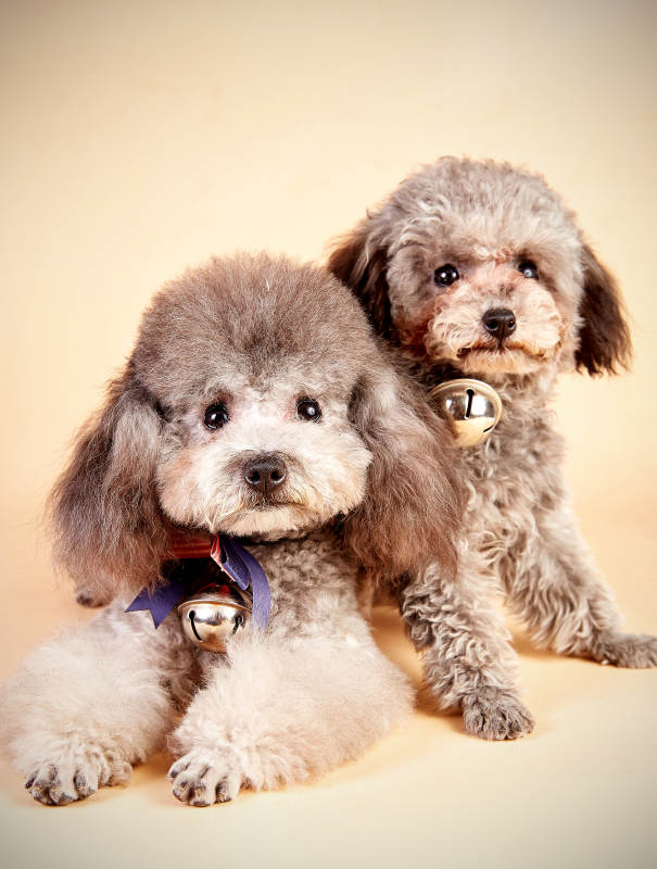 两只可爱的泰迪犬图片