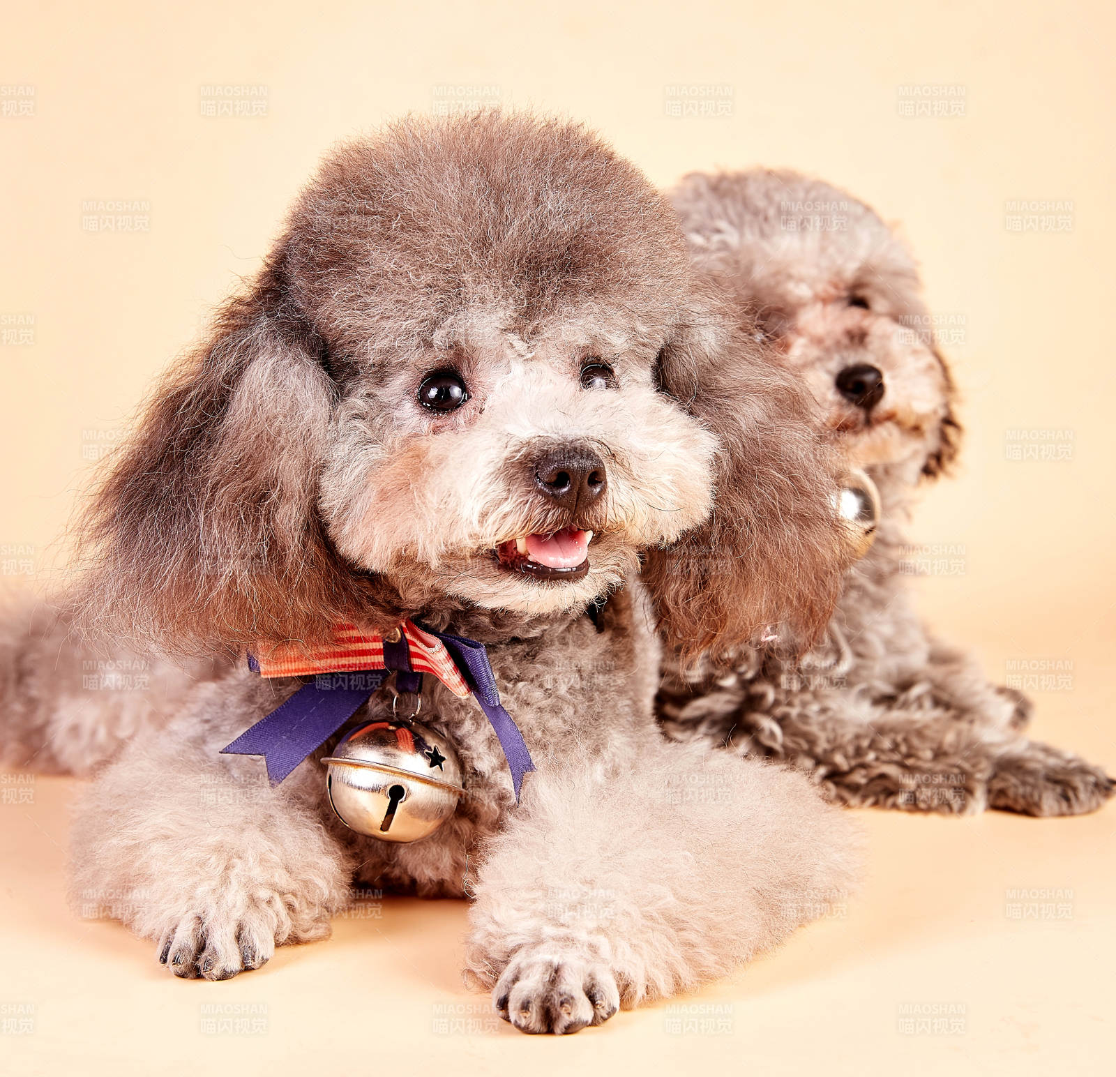 可爱小狗的温馨时光图片