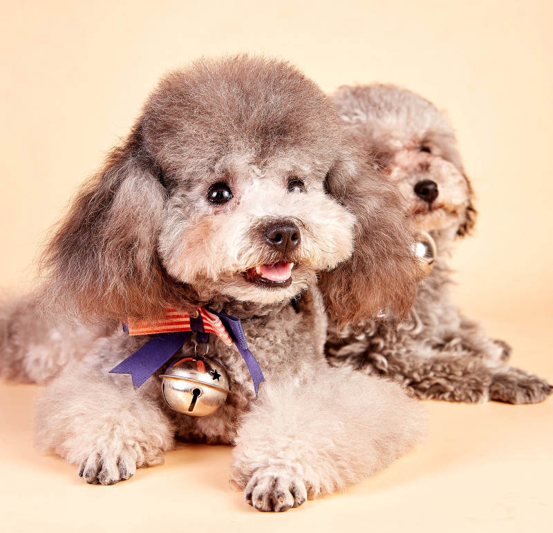 可爱小狗的温馨时光图片