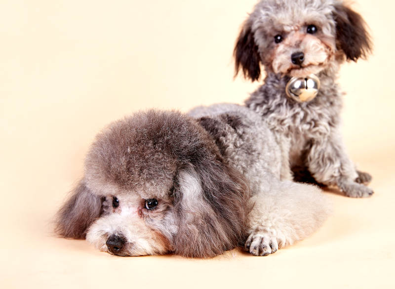 两只可爱的泰迪犬图片