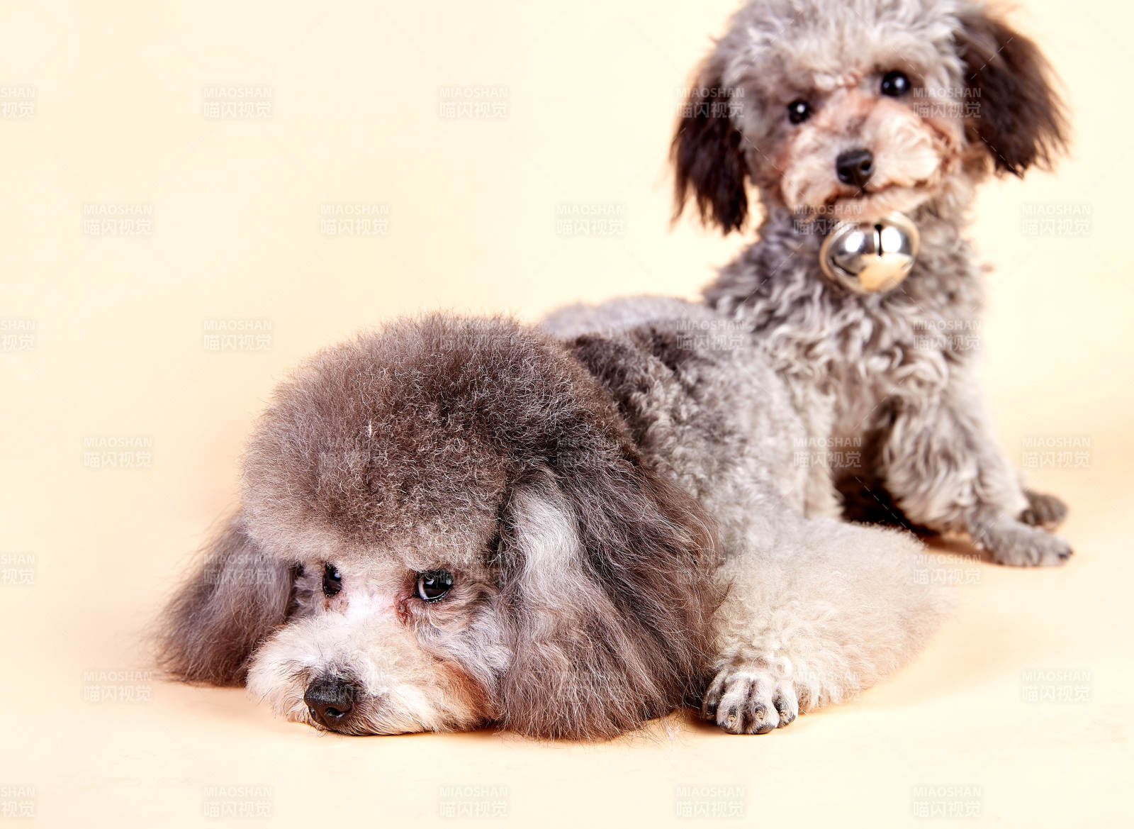 两只可爱的泰迪犬图片