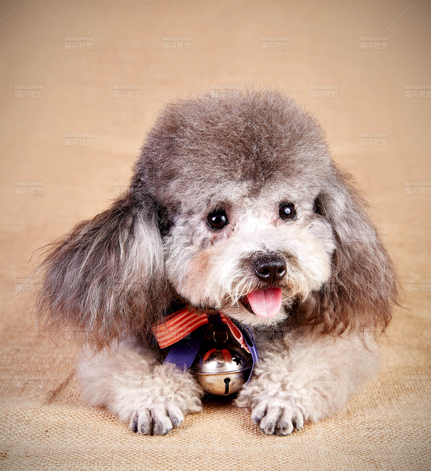 可爱小狗铃铛相伴图片