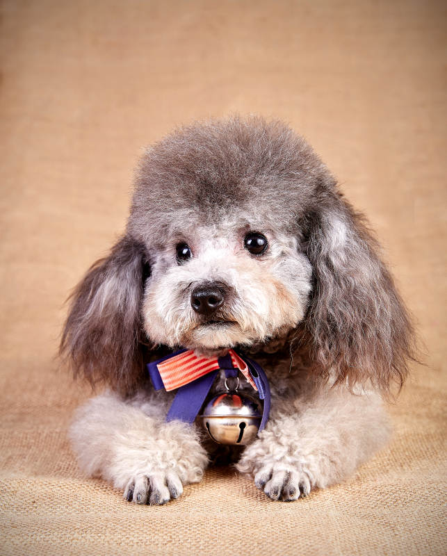 可爱小狗佩戴铃铛装饰图片