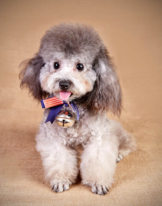 可爱小狗戴着铃铛微笑图片