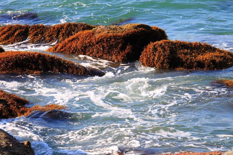 海浪拍打岩石上的红藻图片