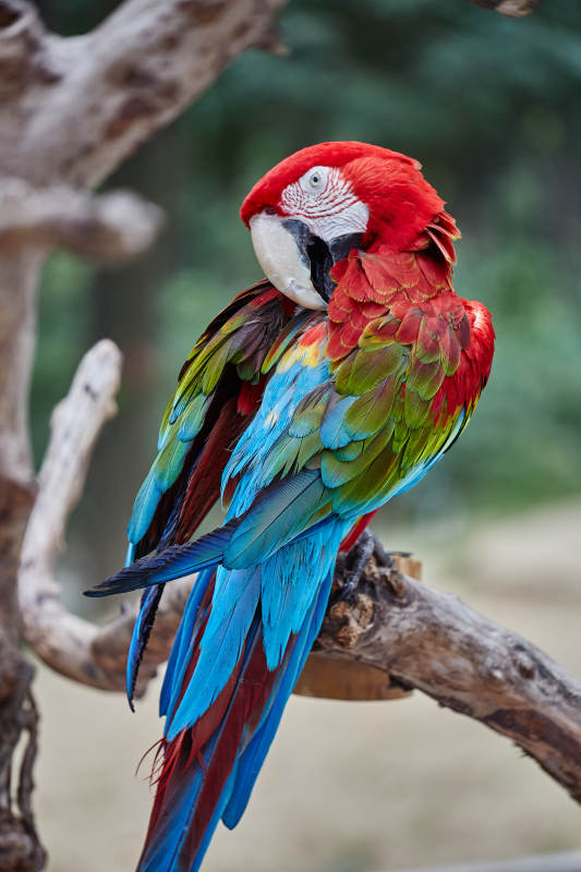 色彩斑斓的金刚鹦鹉图片