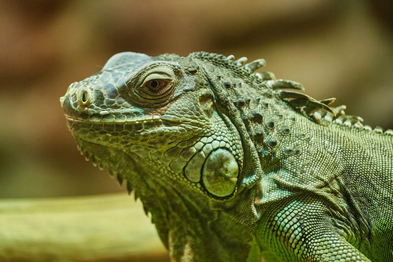 绿鬣蜥的特写镜头图片