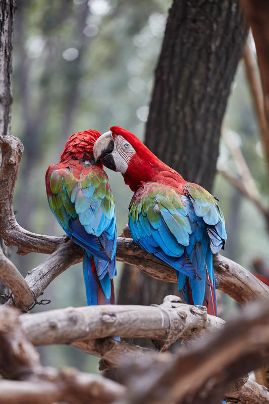 红绿金刚鹦鹉亲密互动图片