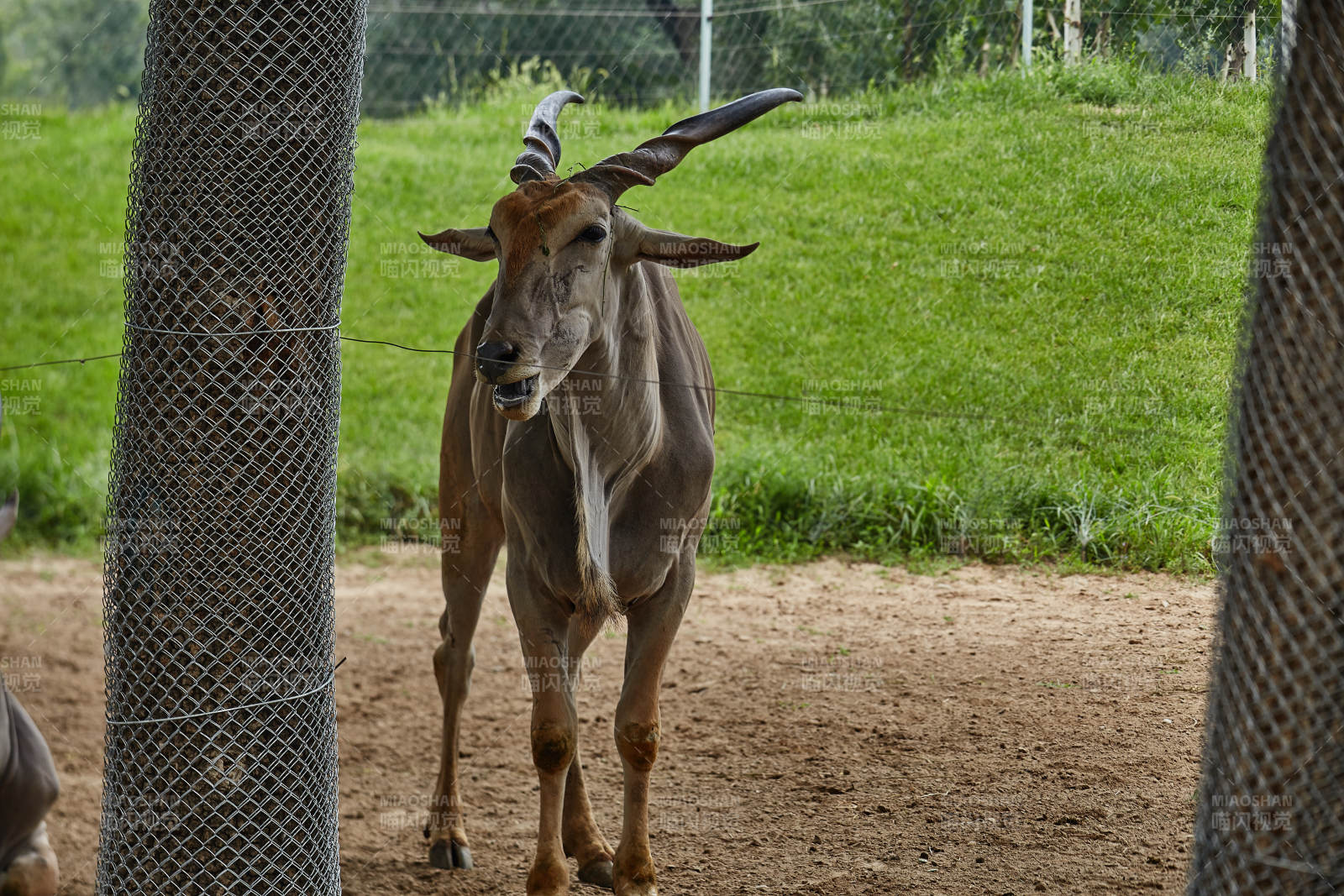 围栏内的羚羊图片