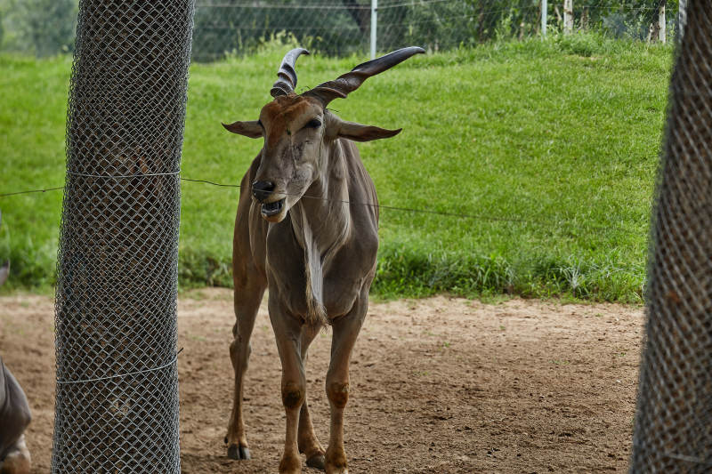 围栏内的羚羊图片