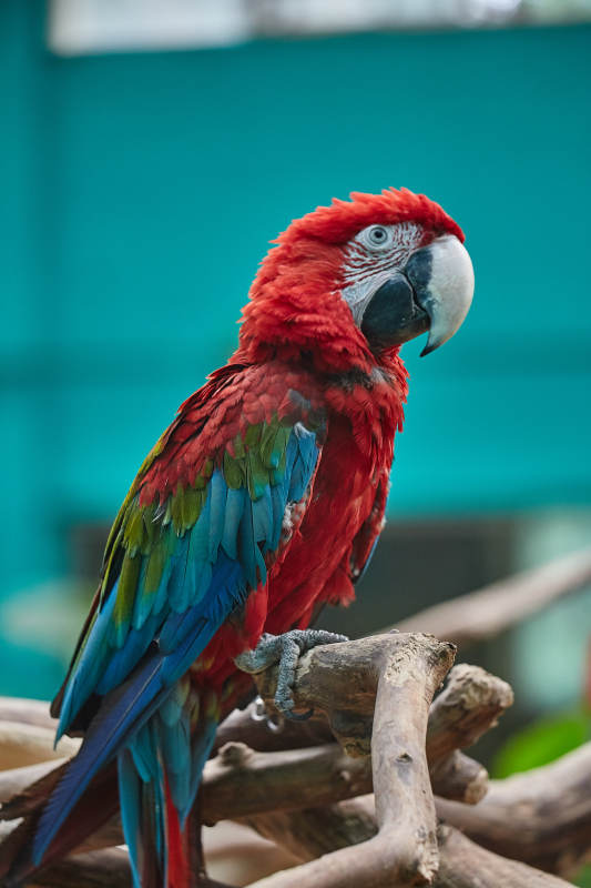 红色金刚鹦鹉栖息枝头图片