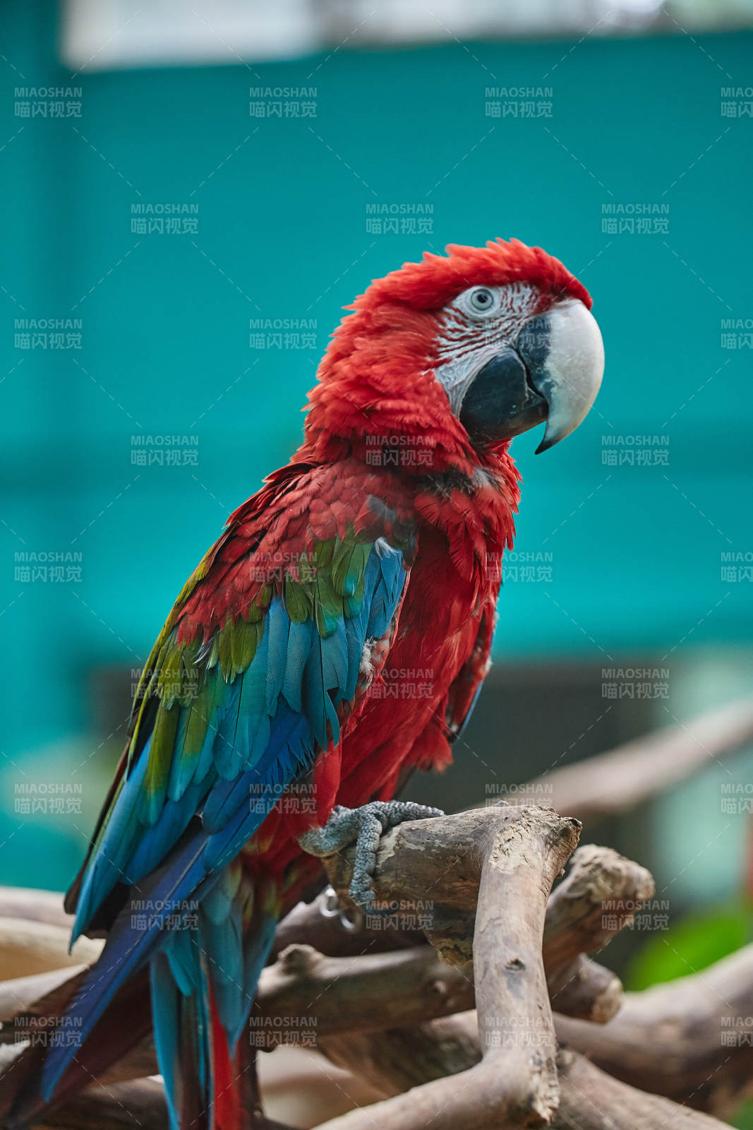 红色金刚鹦鹉栖息枝头图片