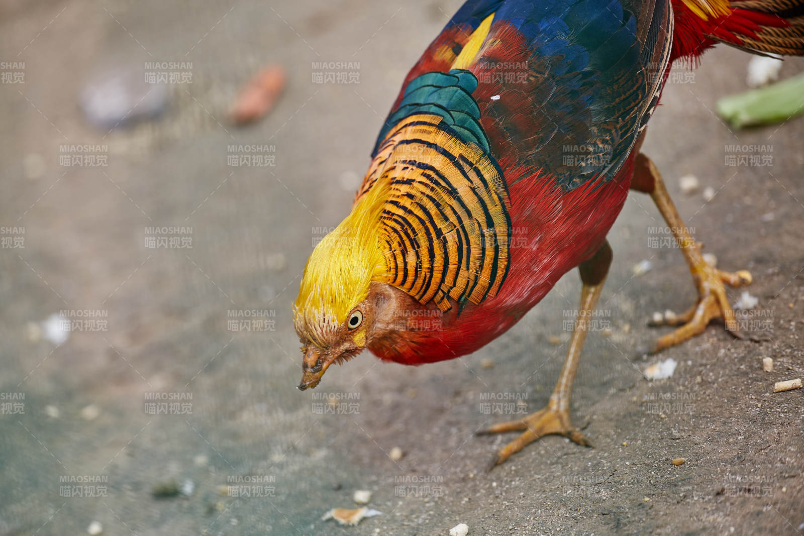 色彩斑斓的锦鸡觅食中图片