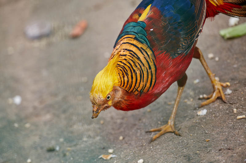色彩斑斓的锦鸡觅食中图片