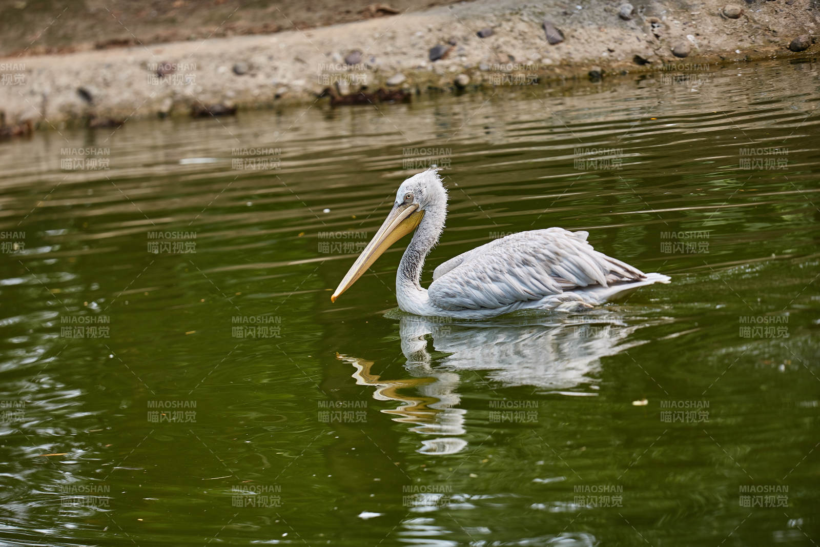 湖中游弋的鹈鹕图片