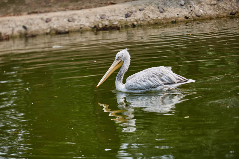 湖中游弋的鹈鹕图片