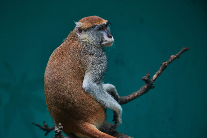 树上的猴子静思图片