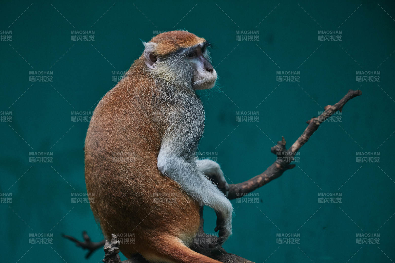 树上的猴子静思图片