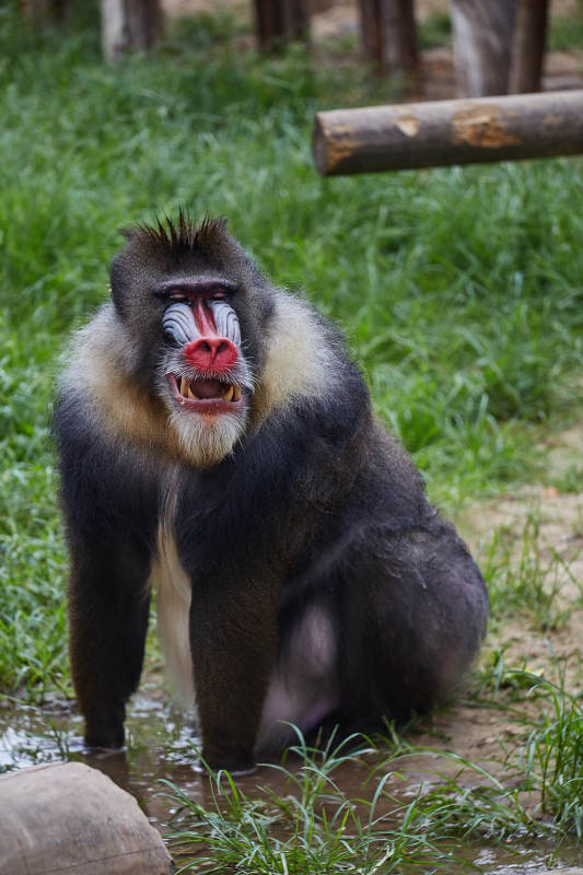 山魈的微笑图片