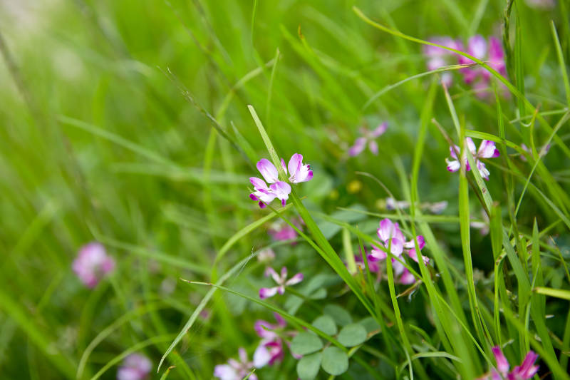 草丛中的紫色小花图片