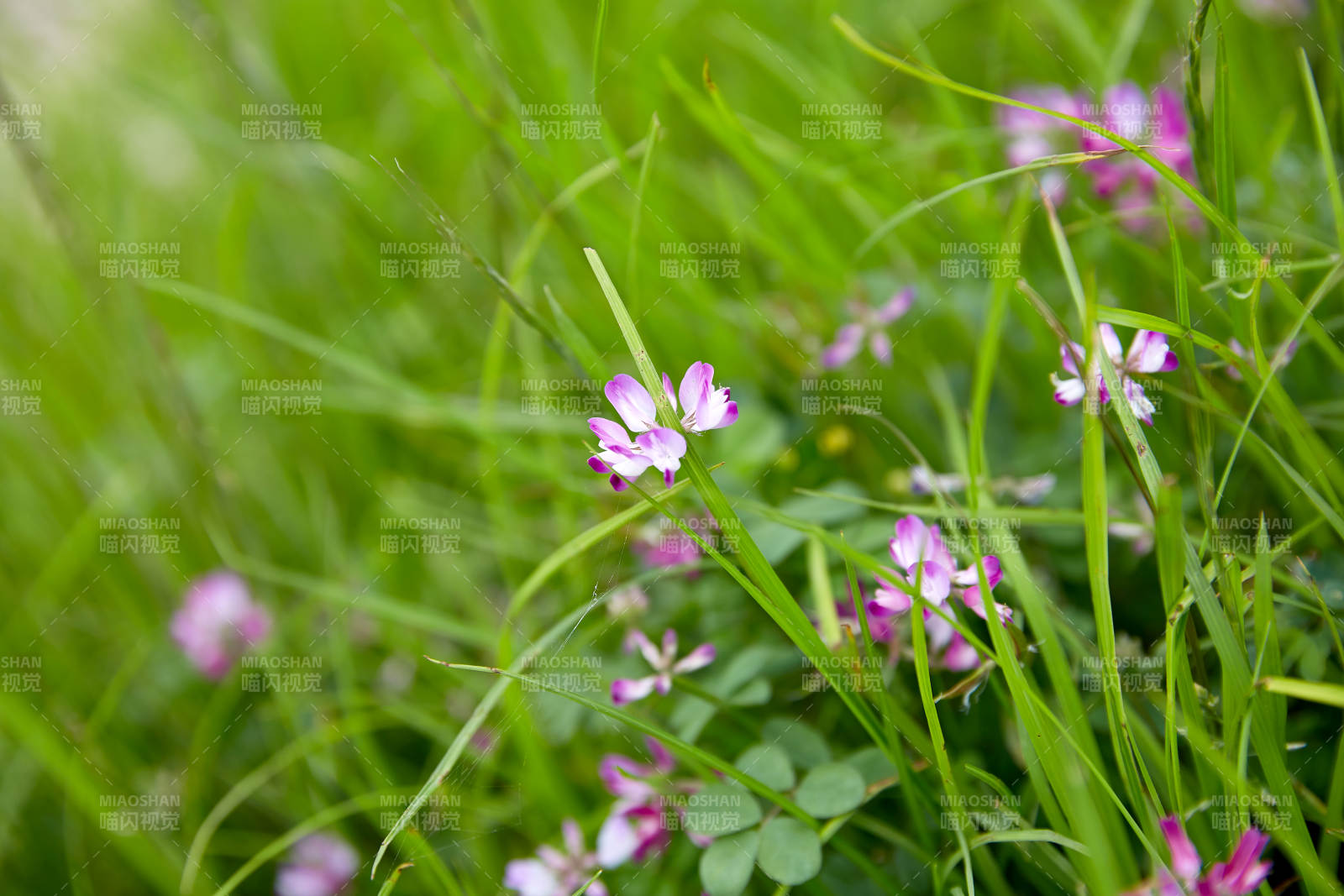 草丛中的紫色小花图片