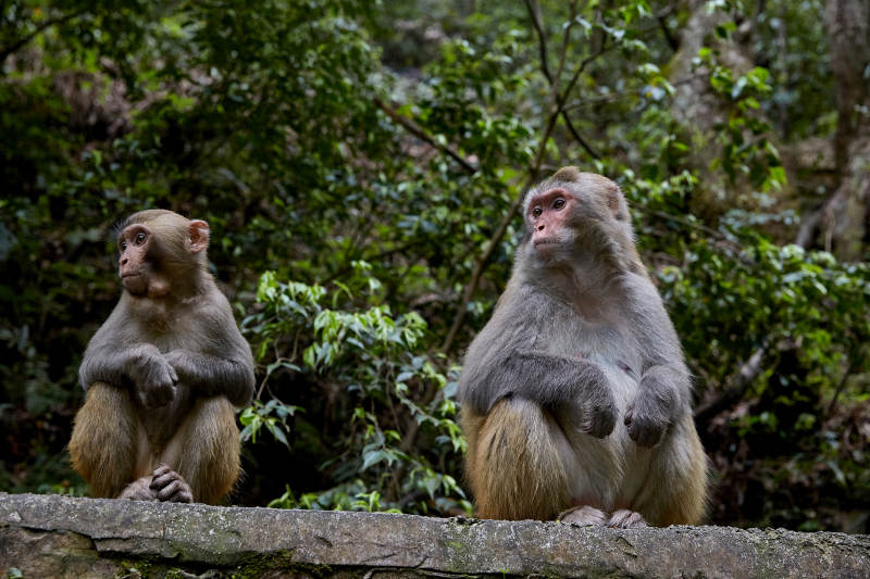 山林中的两只猴子图片