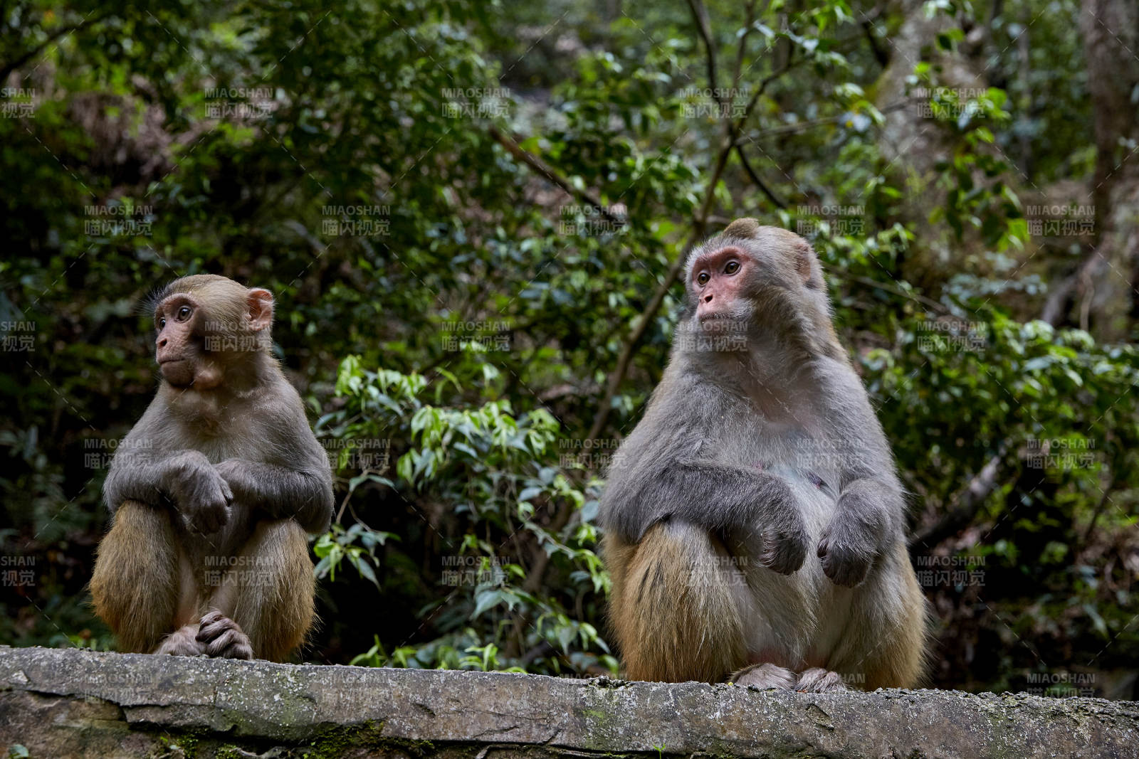 山林中的两只猴子图片