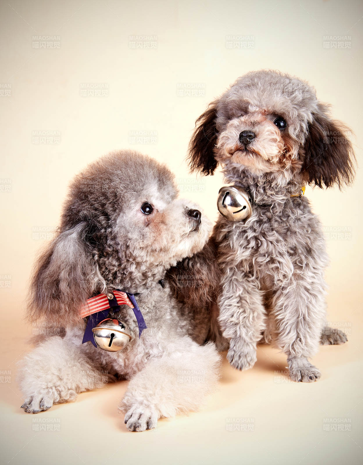 两只可爱的泰迪犬合影图片