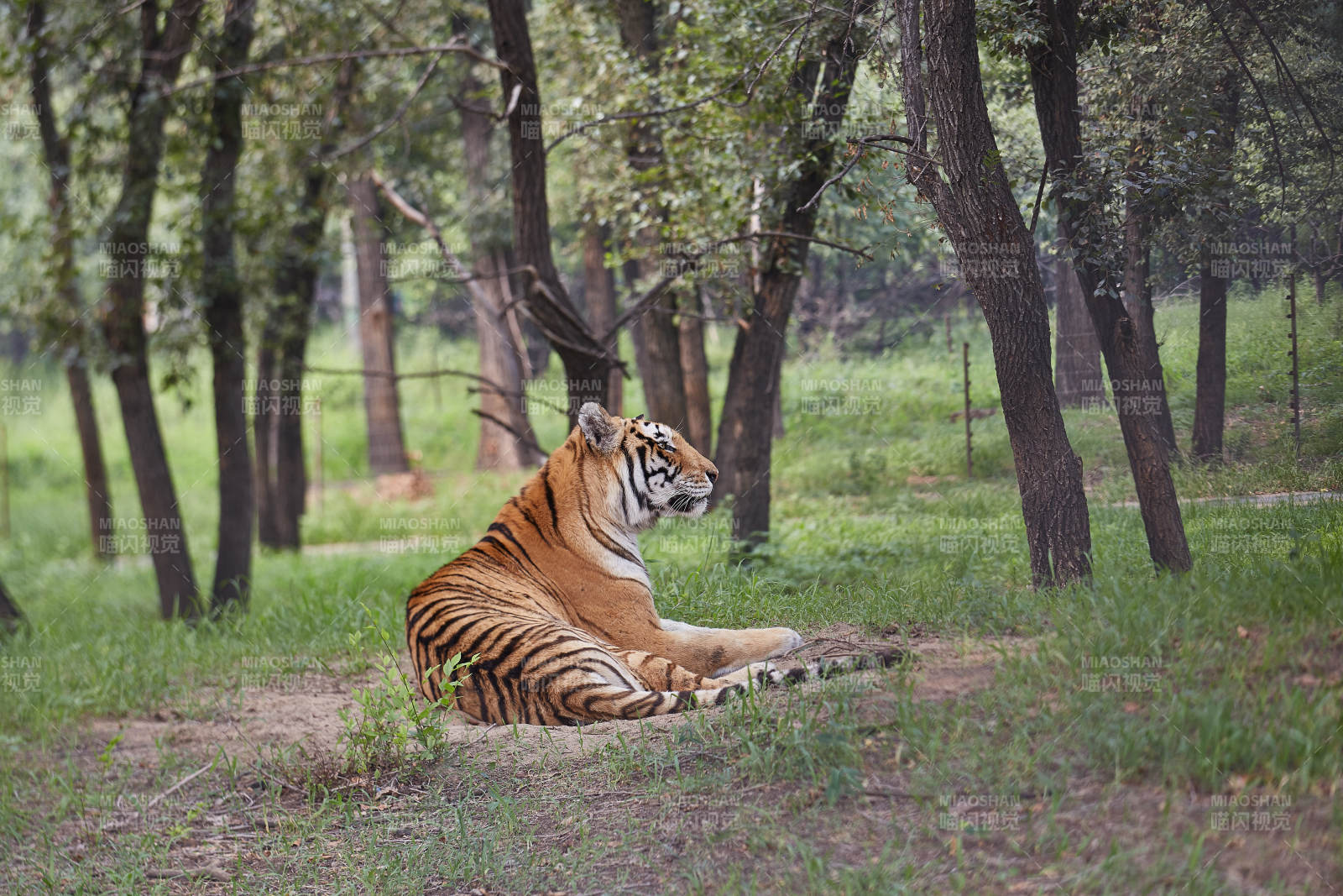 森林中的老虎图片