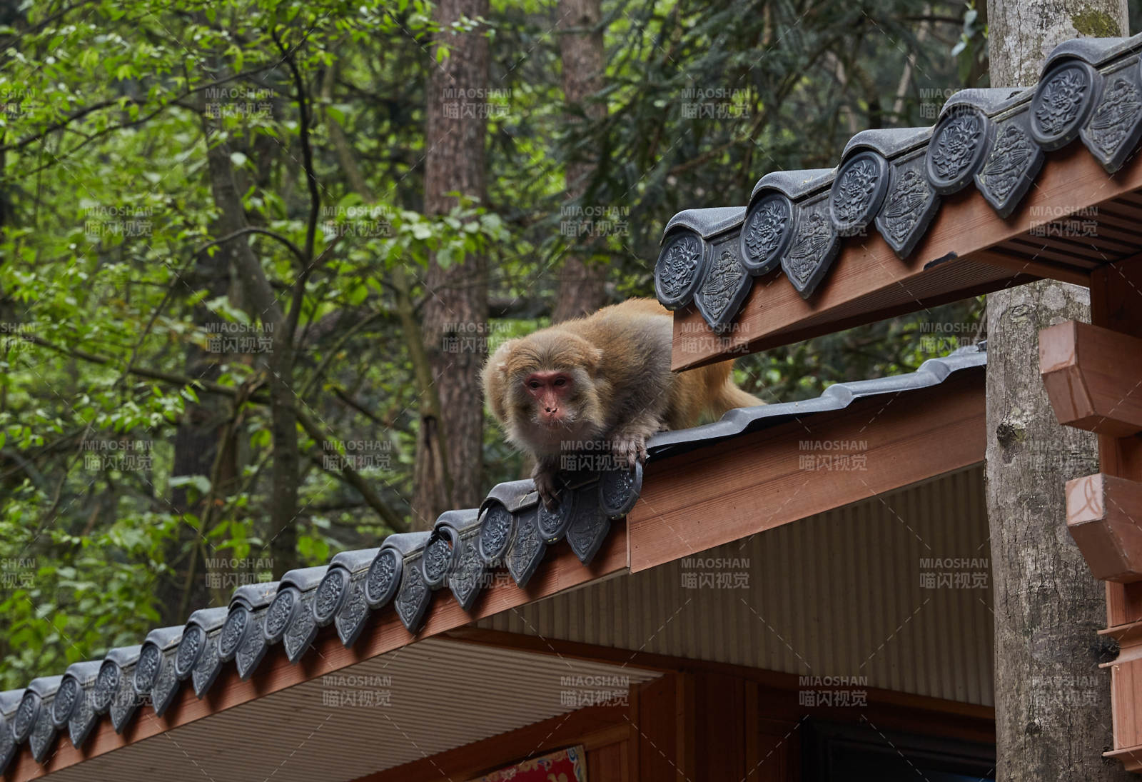屋顶上的小猴图片