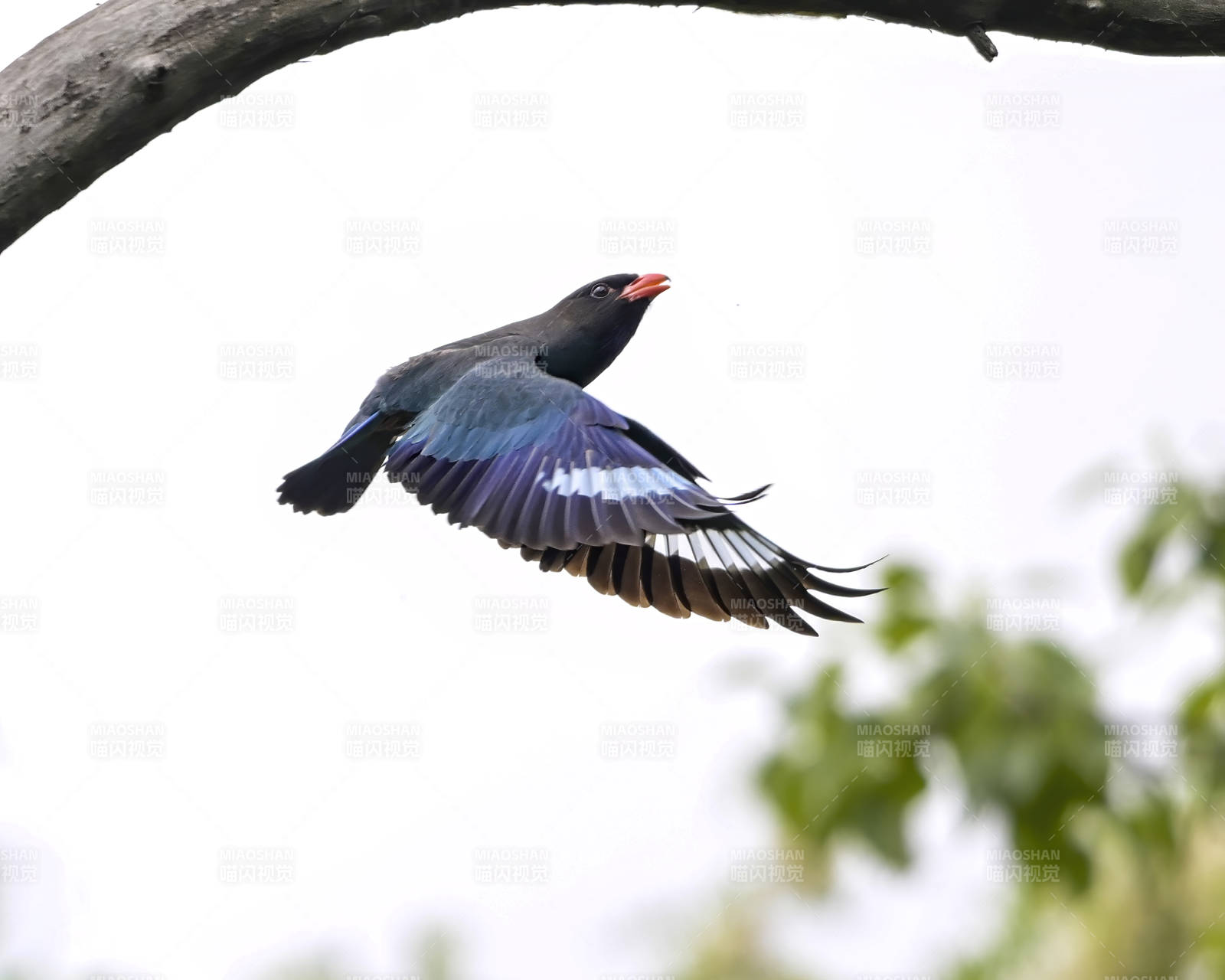 飞翔的三宝鸟图片