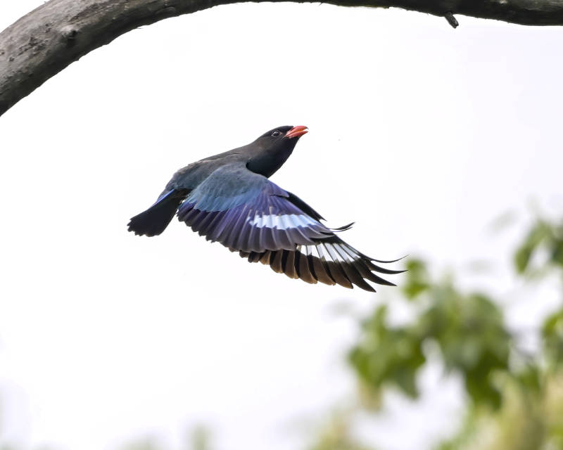 飞翔的三宝鸟图片