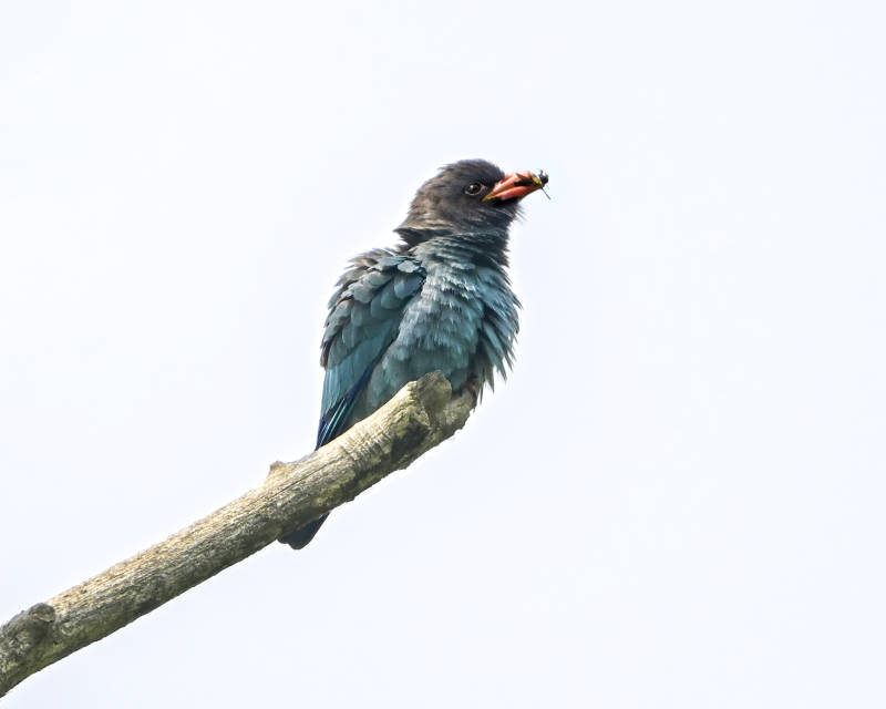 蓝鸟栖枝捕虫瞬间图片