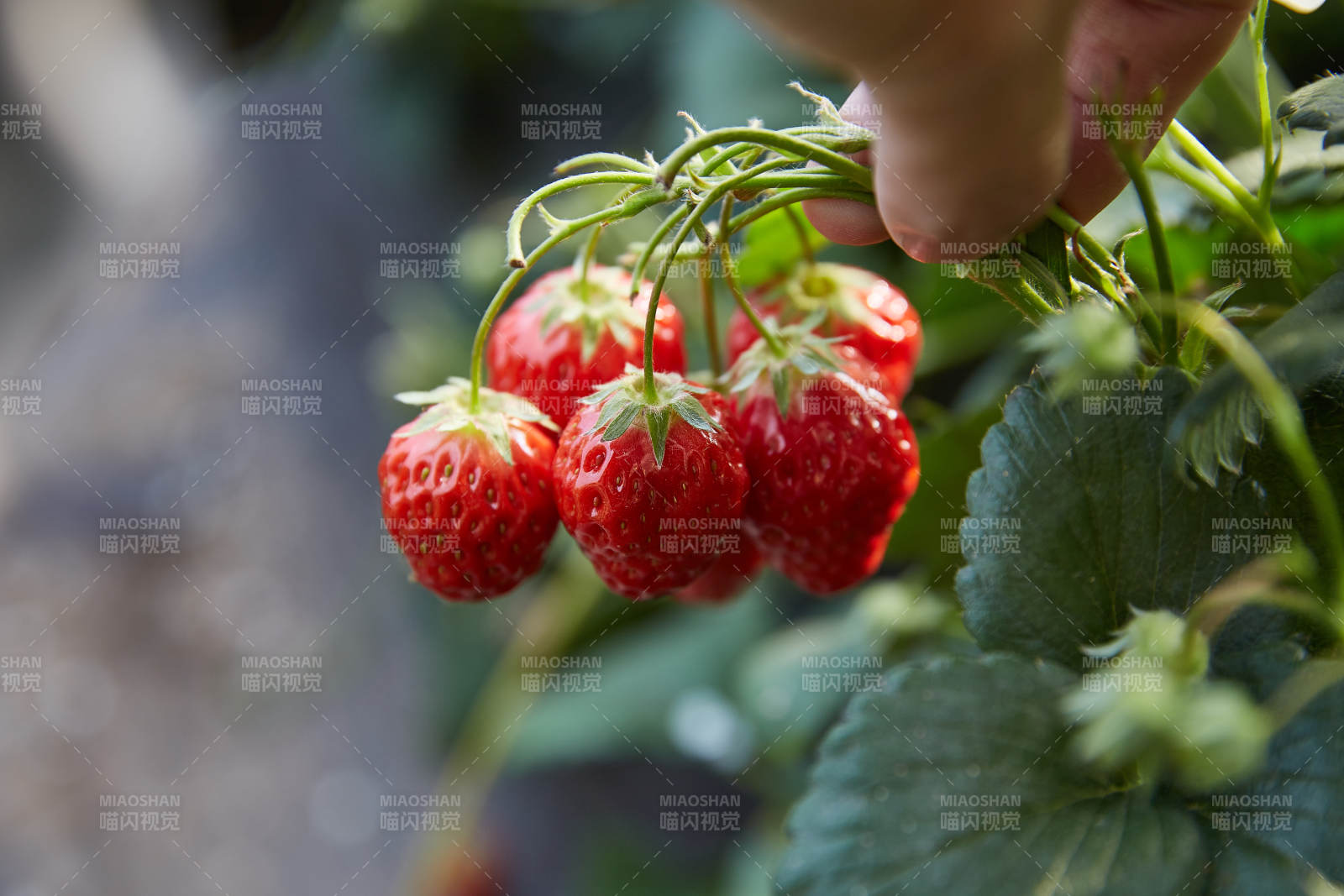 采摘新鲜草莓图片