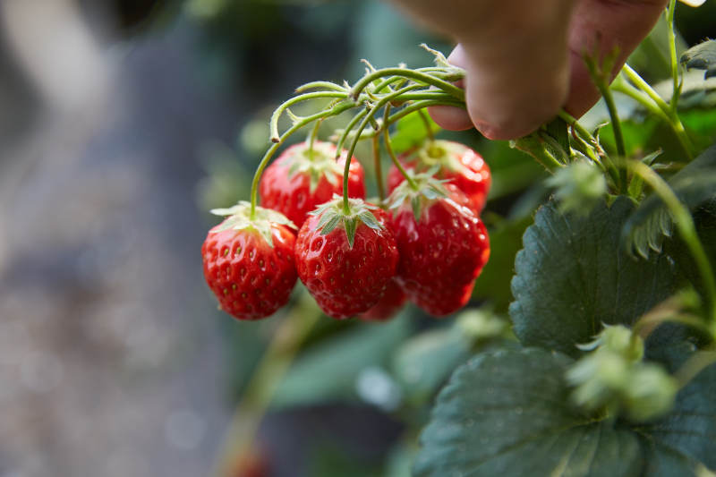 采摘新鲜草莓图片