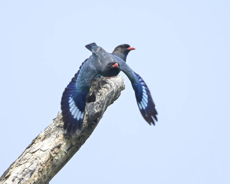 蓝翅三宝鸟栖息枝头图片