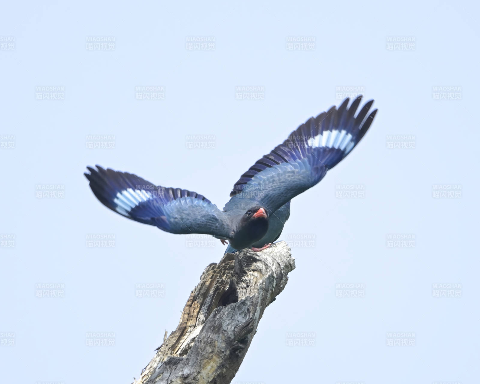 蓝翅三宝鸟展翅瞬间图片