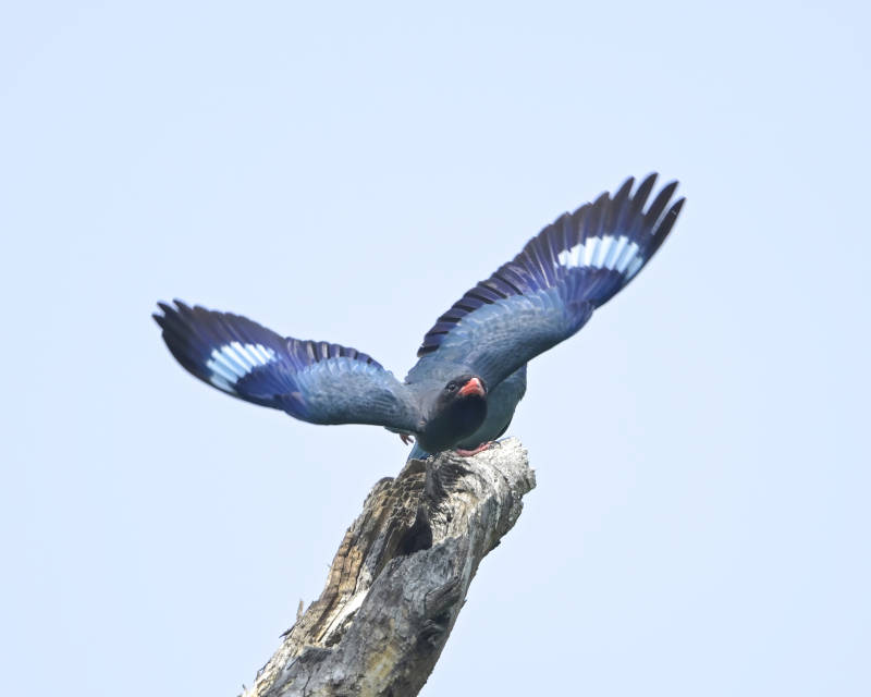 蓝翅三宝鸟展翅瞬间图片