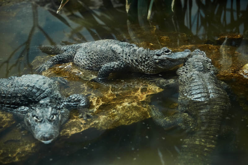 水中鳄鱼群影图片