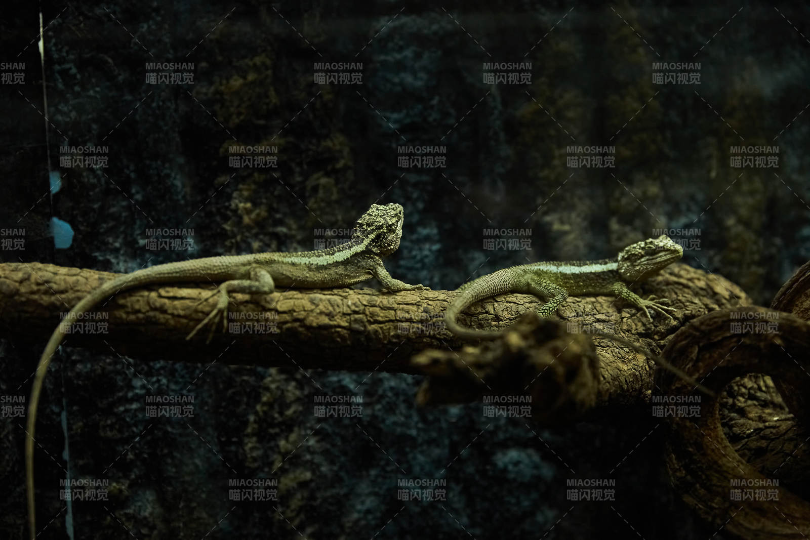 树枝上的两只蜥蜴图片