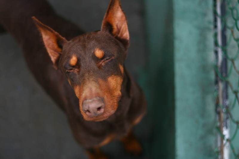 忠诚的杜宾犬凝视镜头图片